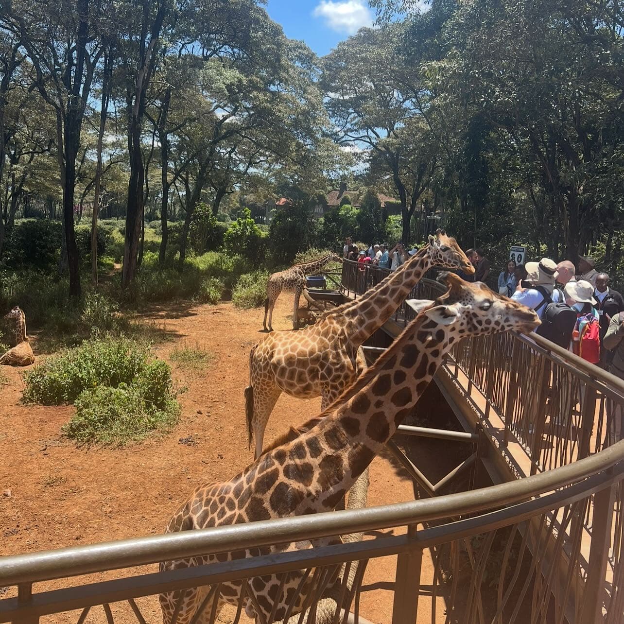 Sheldrick