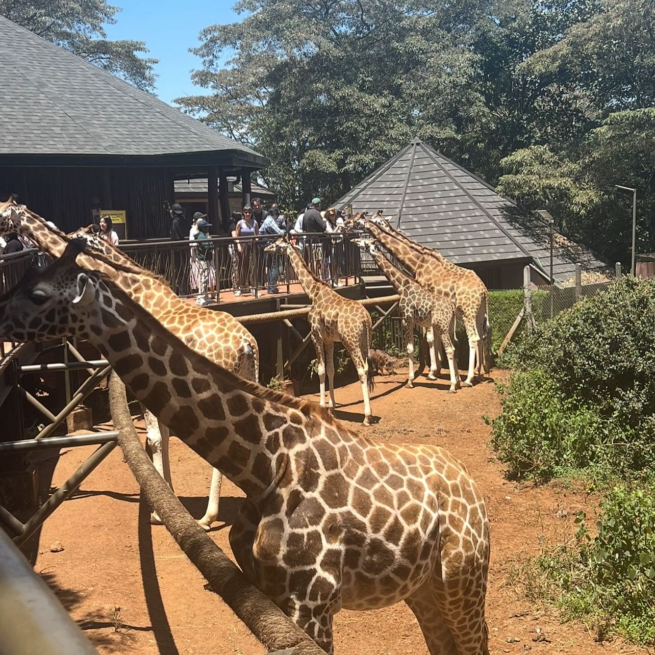 Safari Experience — Giraffe 2