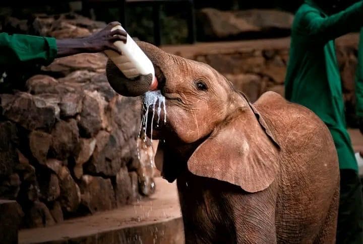 Safari Experience — Sheldrick 5