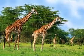 Naivasha photo 6