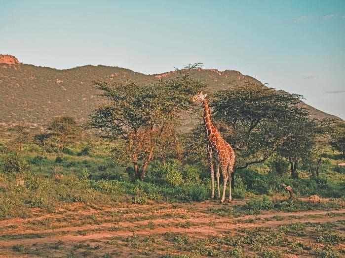 Samburu wildlife