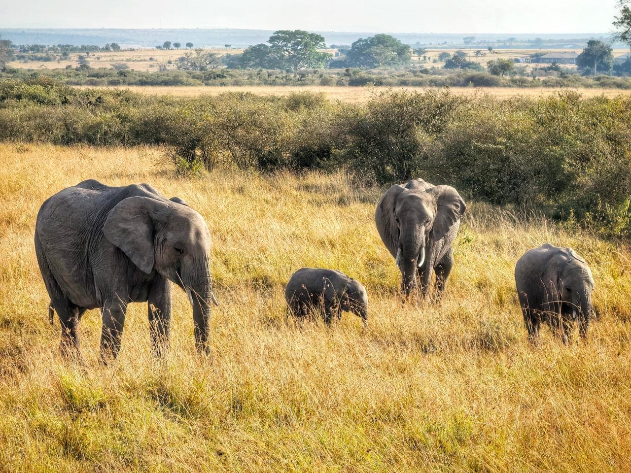 Safari Adventure